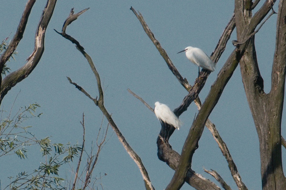 Little Egret - ML618501910