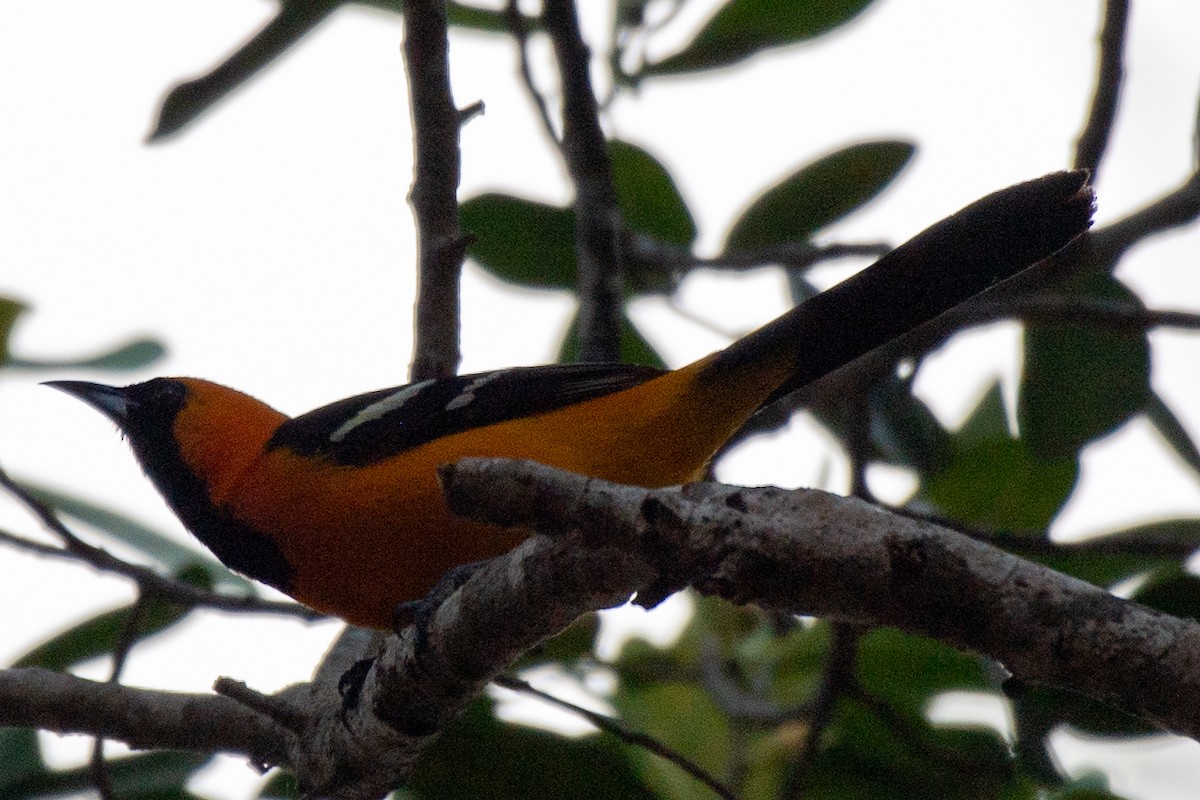 Oriole masqué - ML618501949