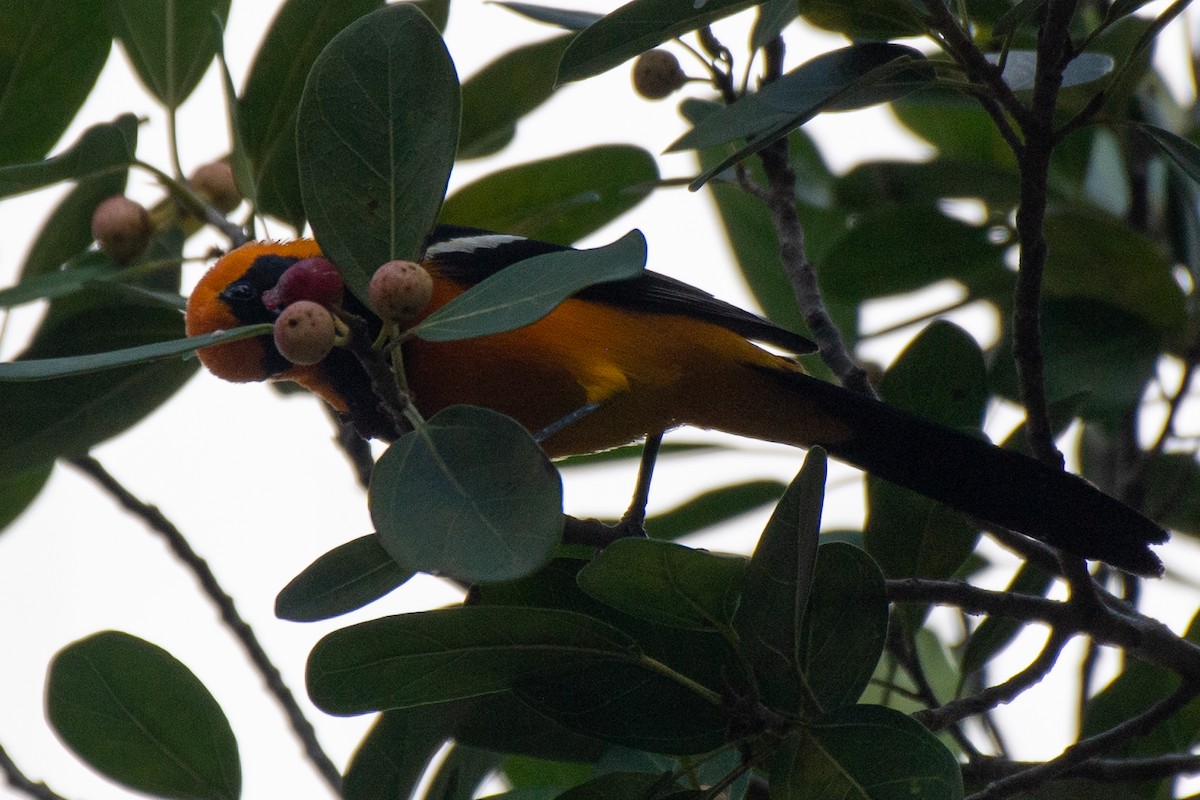 Turpial Enmascarado - ML618501950