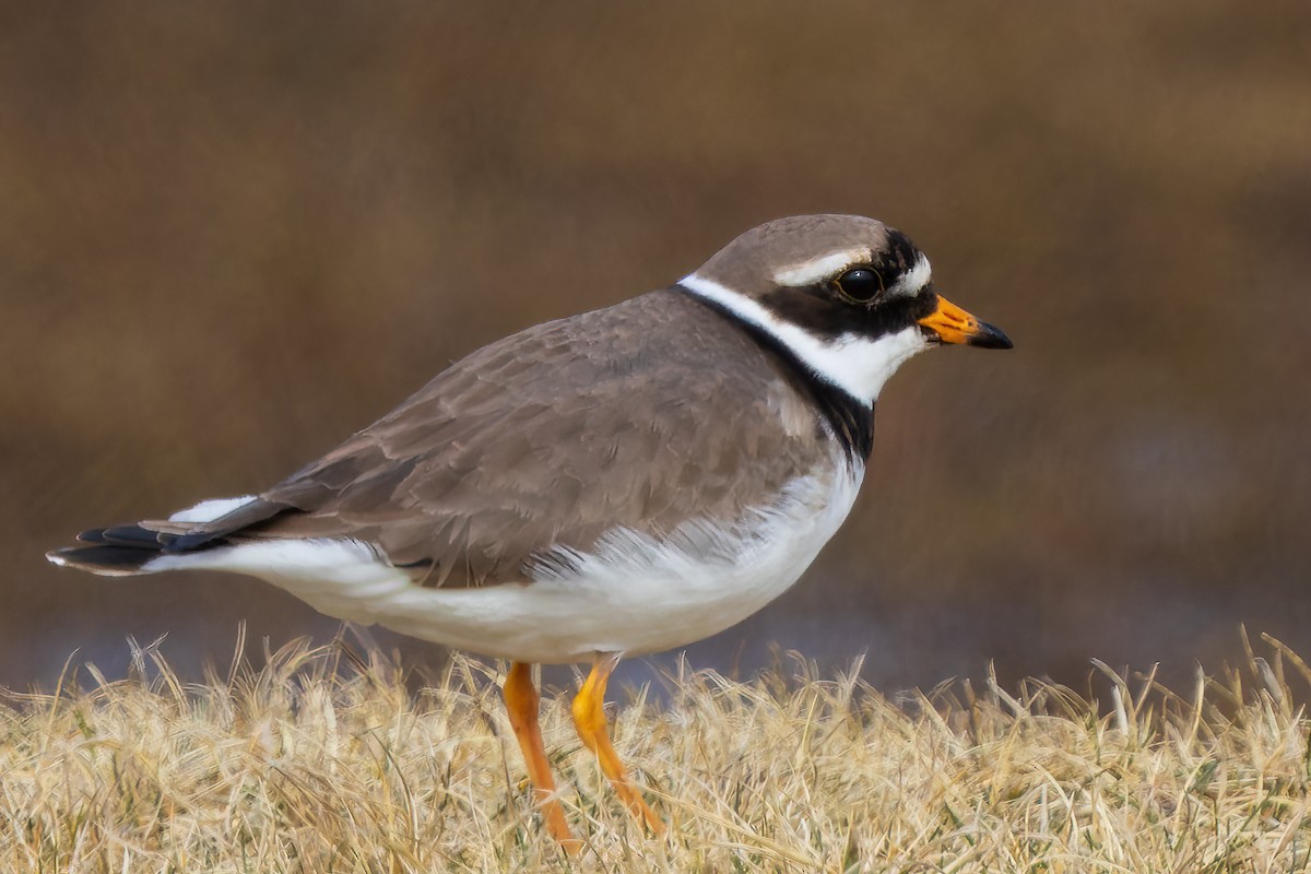 Common Ringed Plover - ML618501951