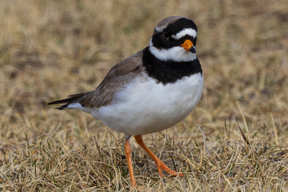 Common Ringed Plover - ML618501952