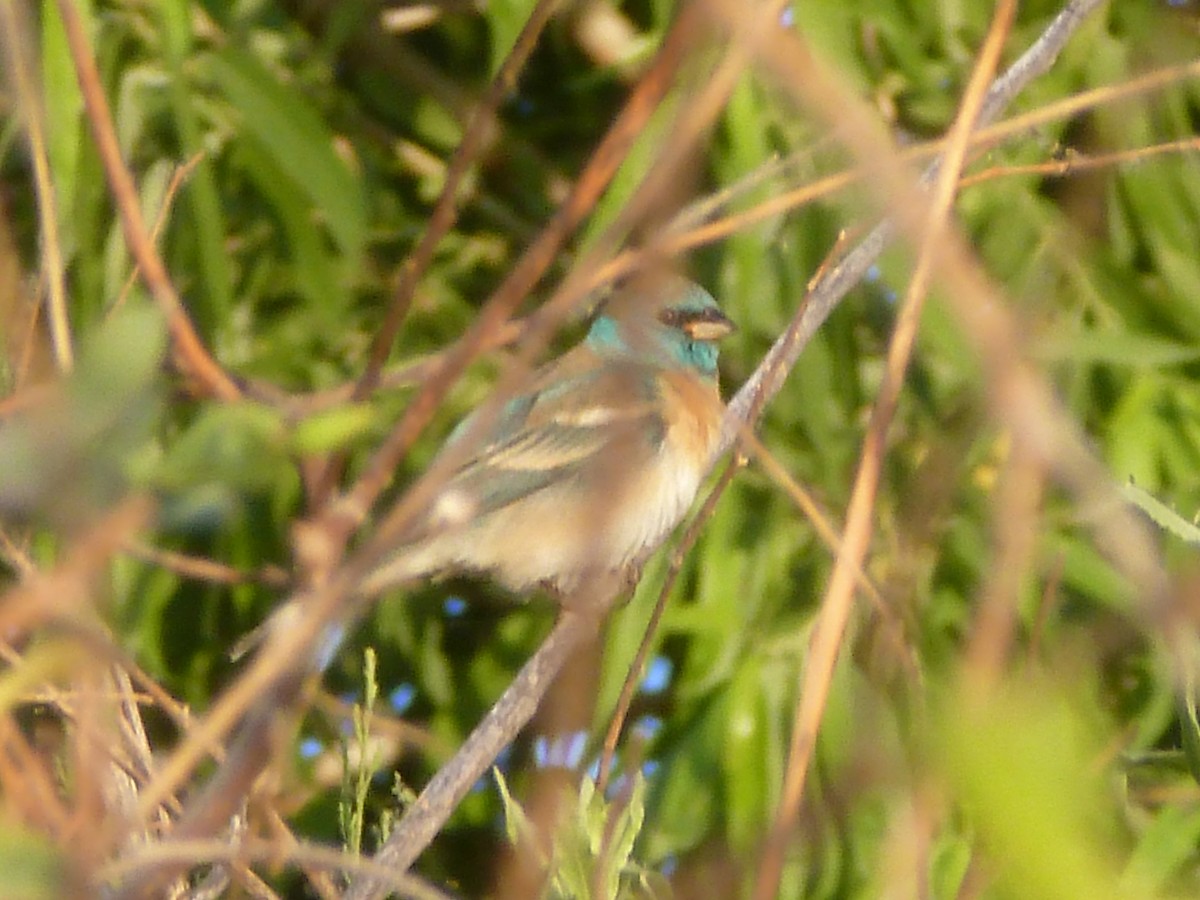 Lazuli Bunting - ML618501961