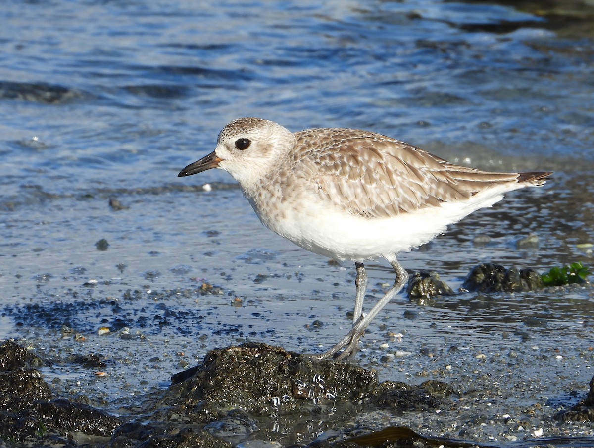 Black-bellied Plover - ML618501966