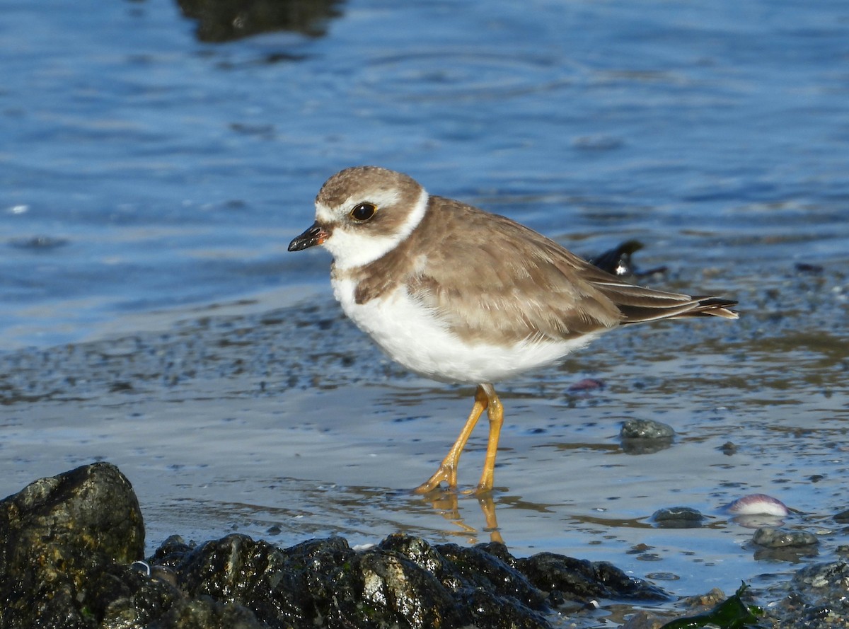 Semipalmated Plover - Charly Moreno Taucare
