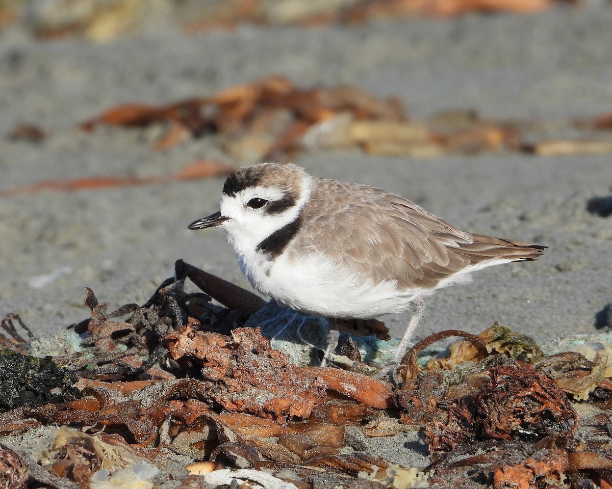 Snowy Plover - ML618501989