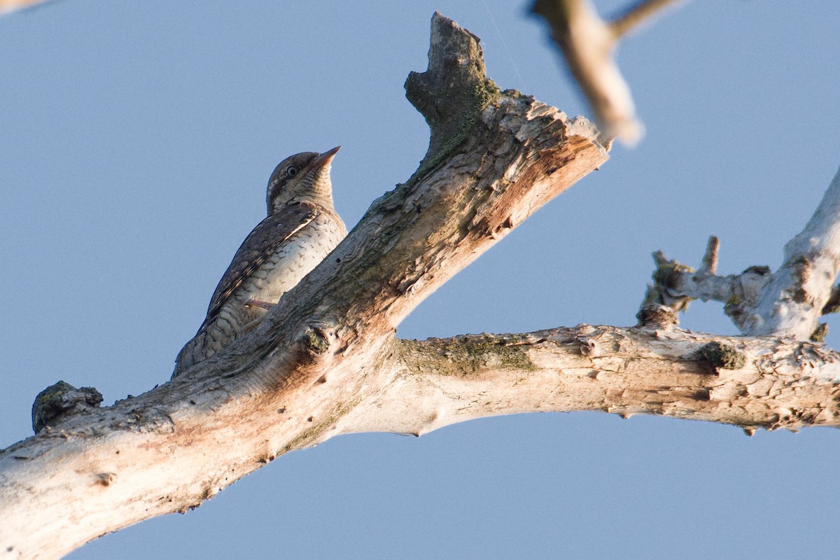 Eurasian Wryneck - ML618502000