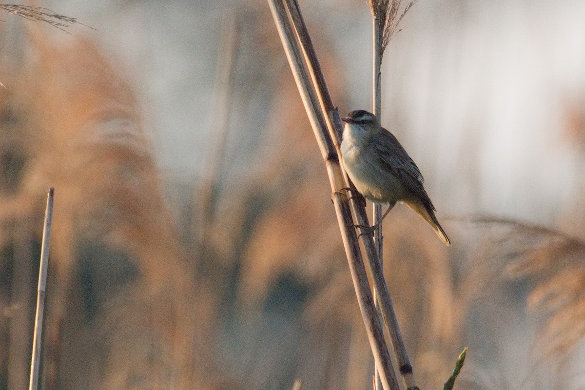 Sedge Warbler - ML618502015