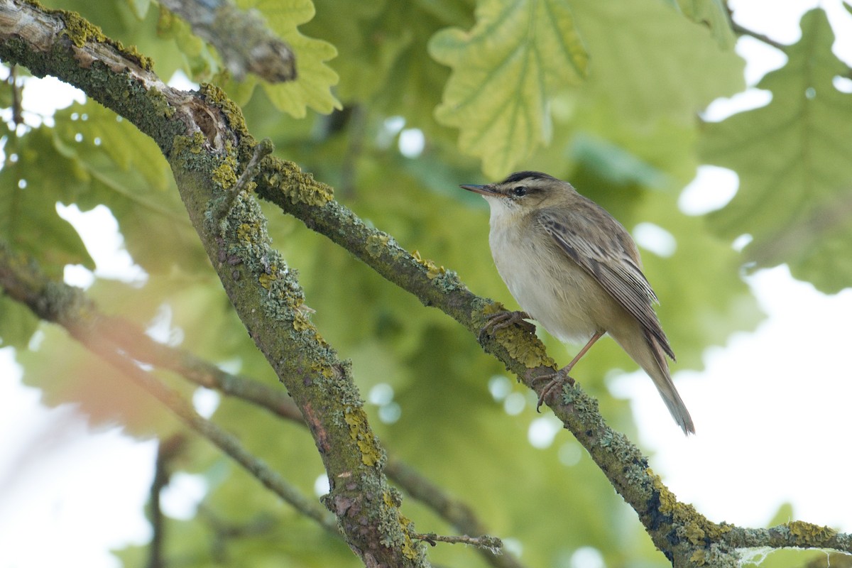 Sedge Warbler - ML618502018