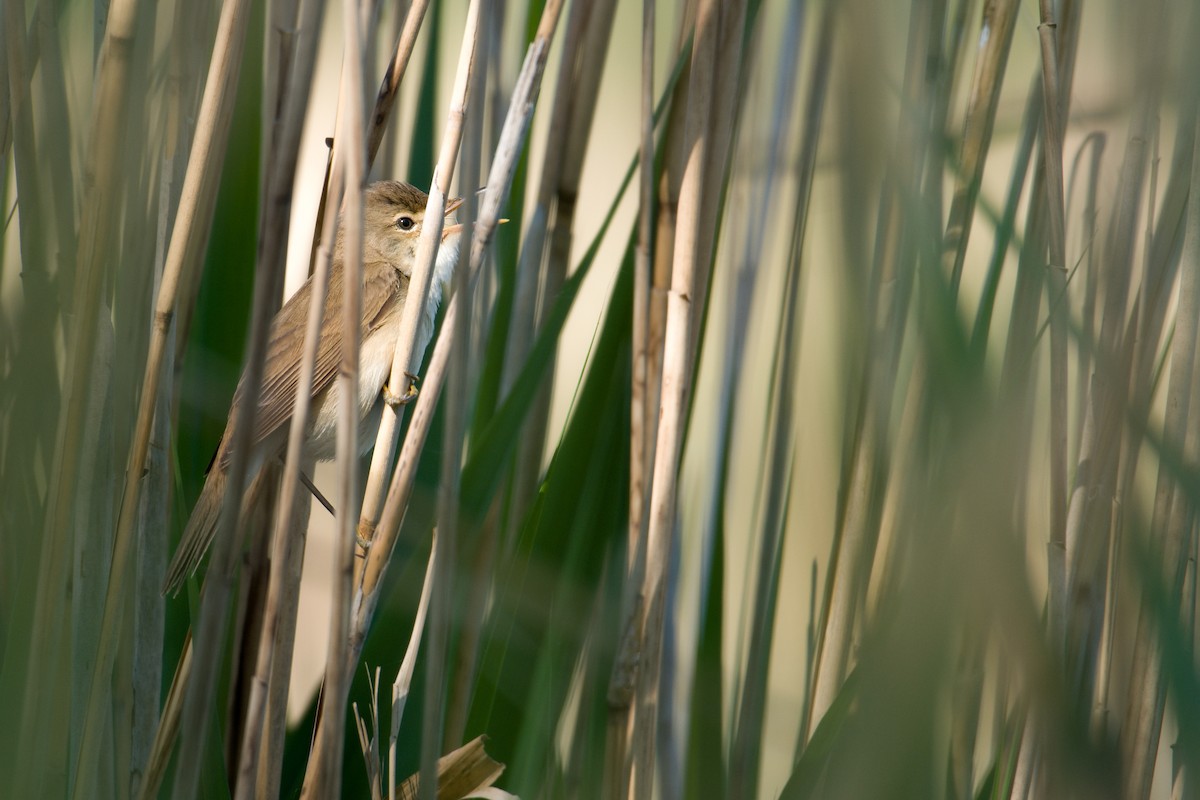 Marsh Warbler - ML618502024