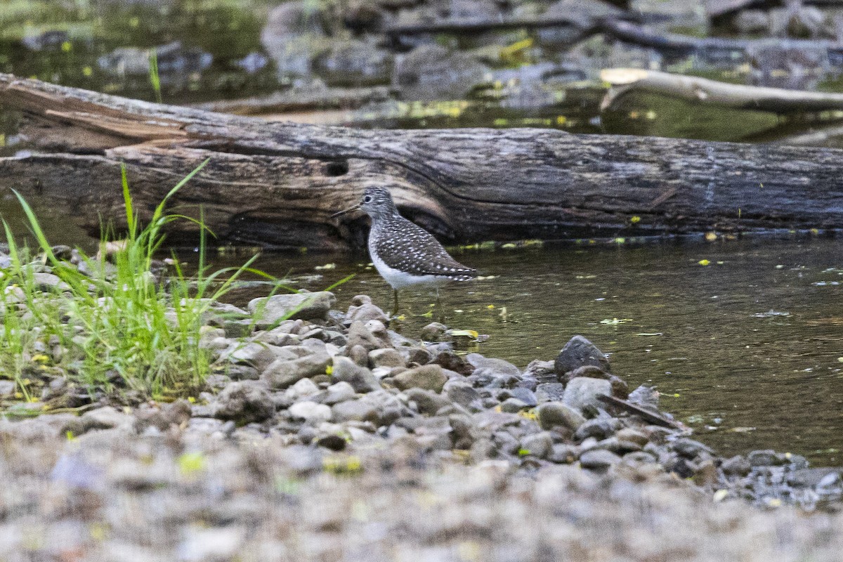 Solitary Sandpiper - Matt Bossert