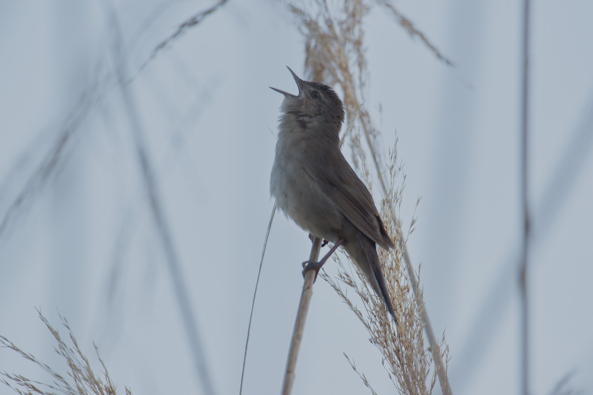 Savi's Warbler - ML618502053