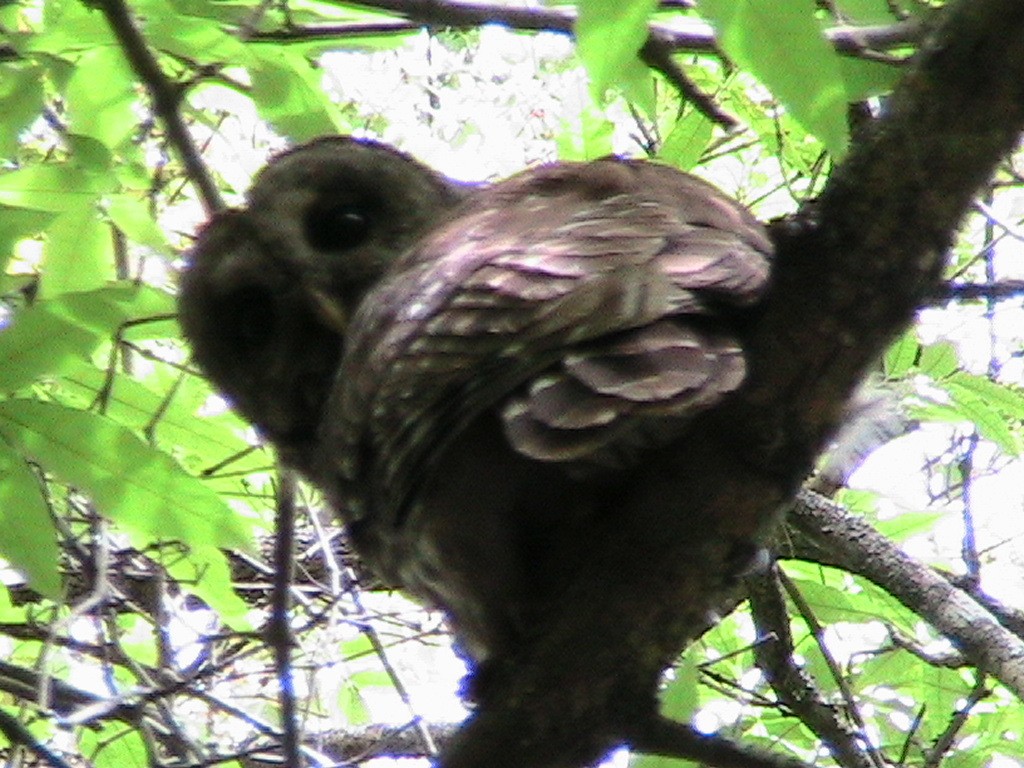 Barred Owl - ML618502054