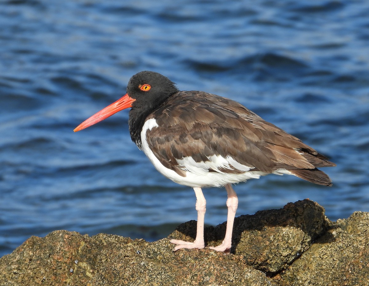American Oystercatcher - Charly Moreno Taucare