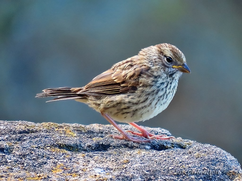 White-crowned Sparrow - ML618502106