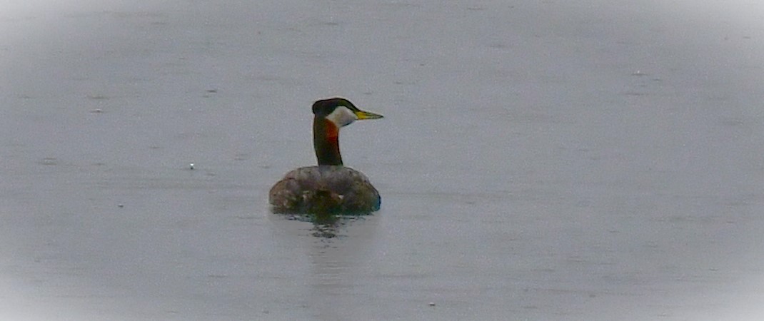 Red-necked Grebe - ML618502167