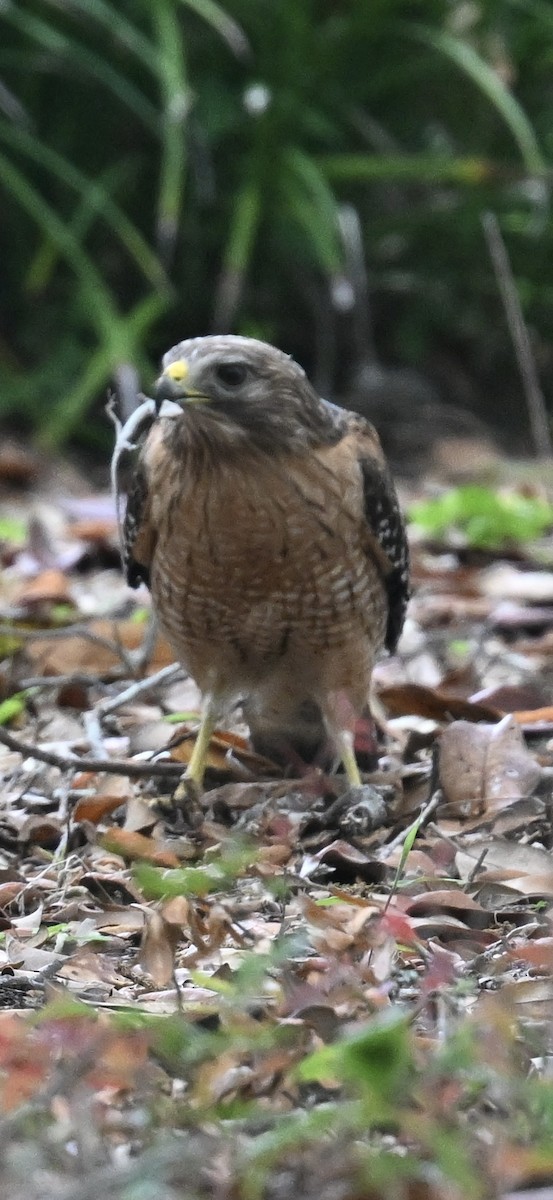 Red-shouldered Hawk - ML618502170