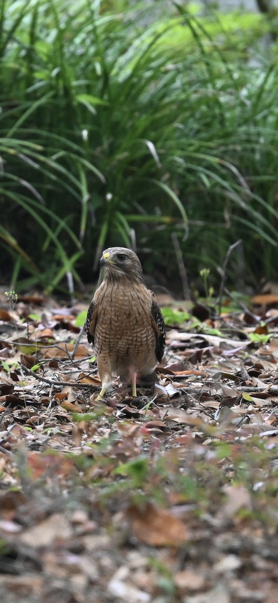 Red-shouldered Hawk - ML618502171