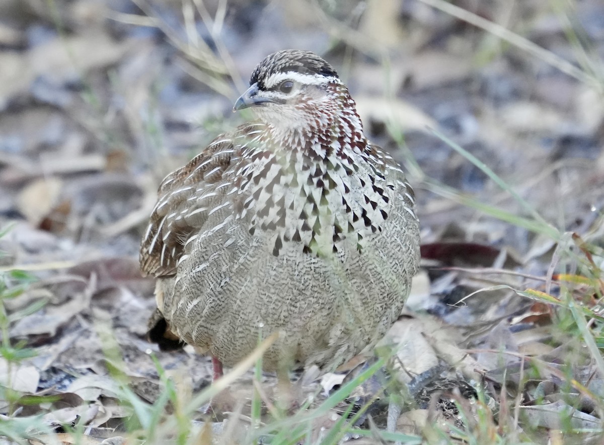 Crested Francolin - ML618502177