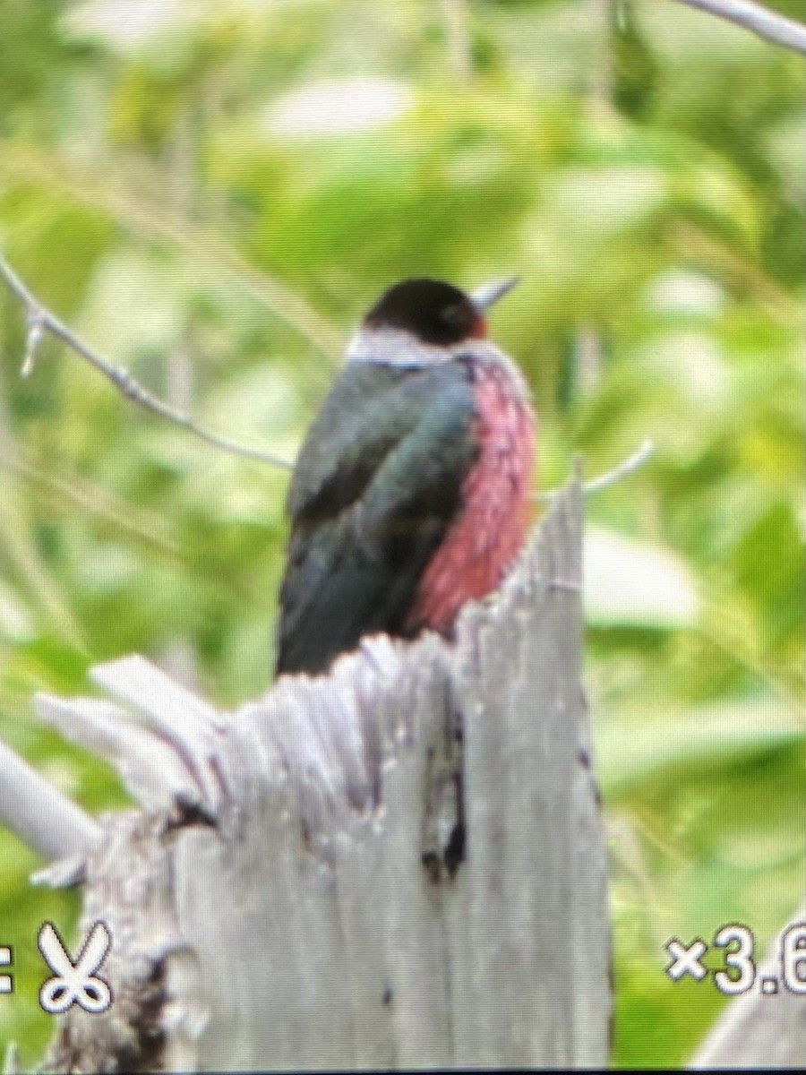 Lewis's Woodpecker - ML618502188