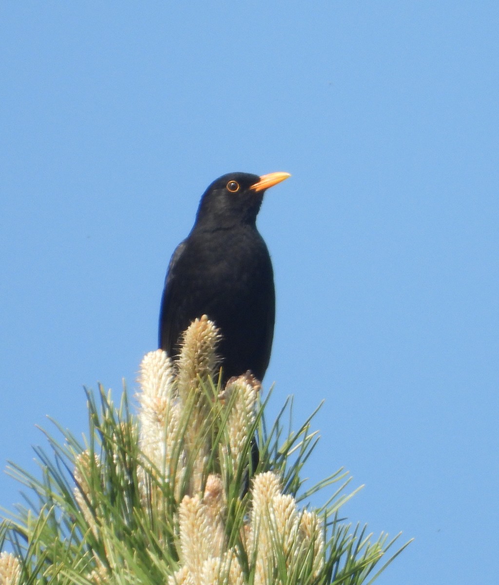 Eurasian Blackbird - Sait YALÇIN
