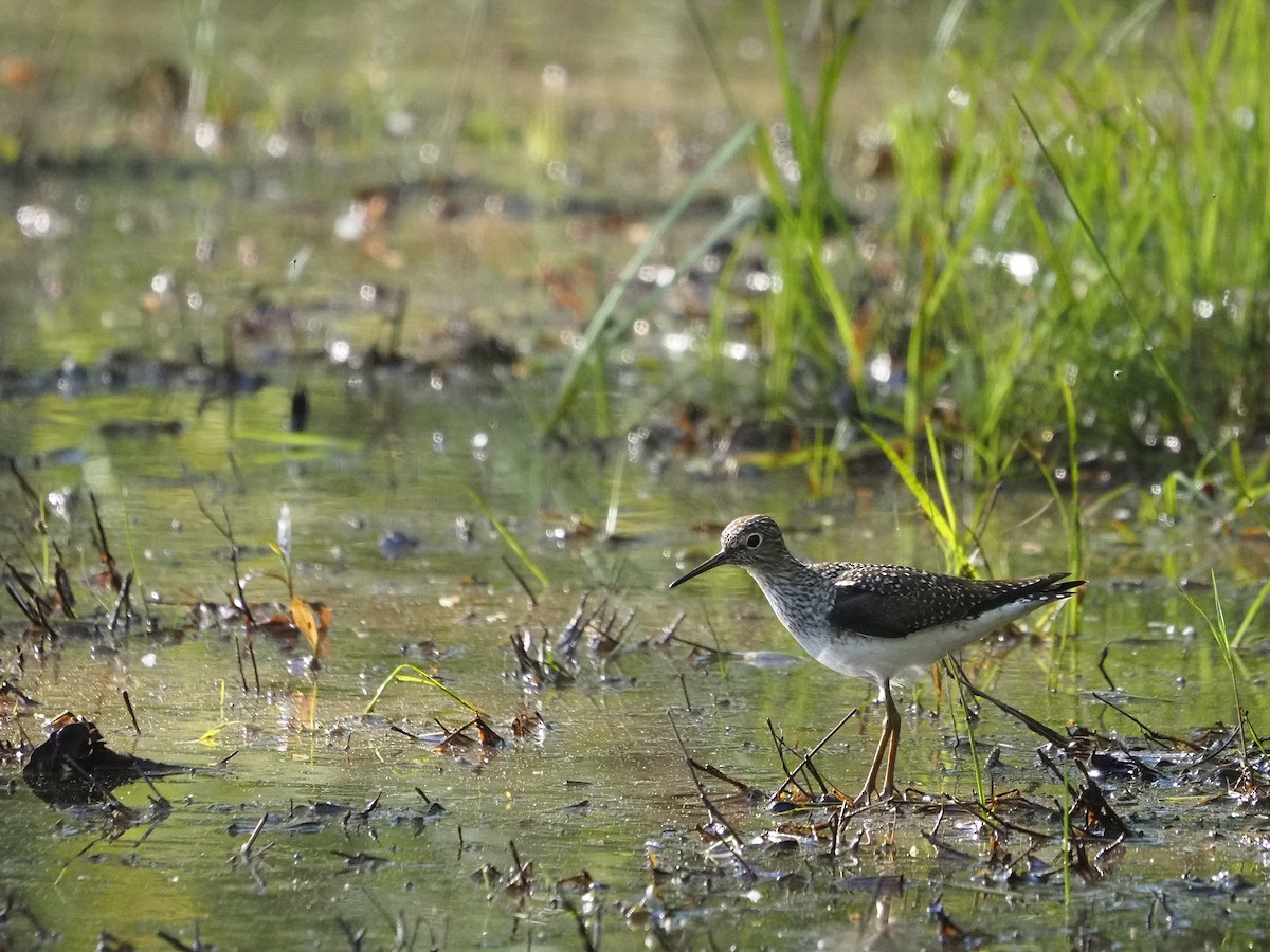 Solitary Sandpiper - Bill Kunze