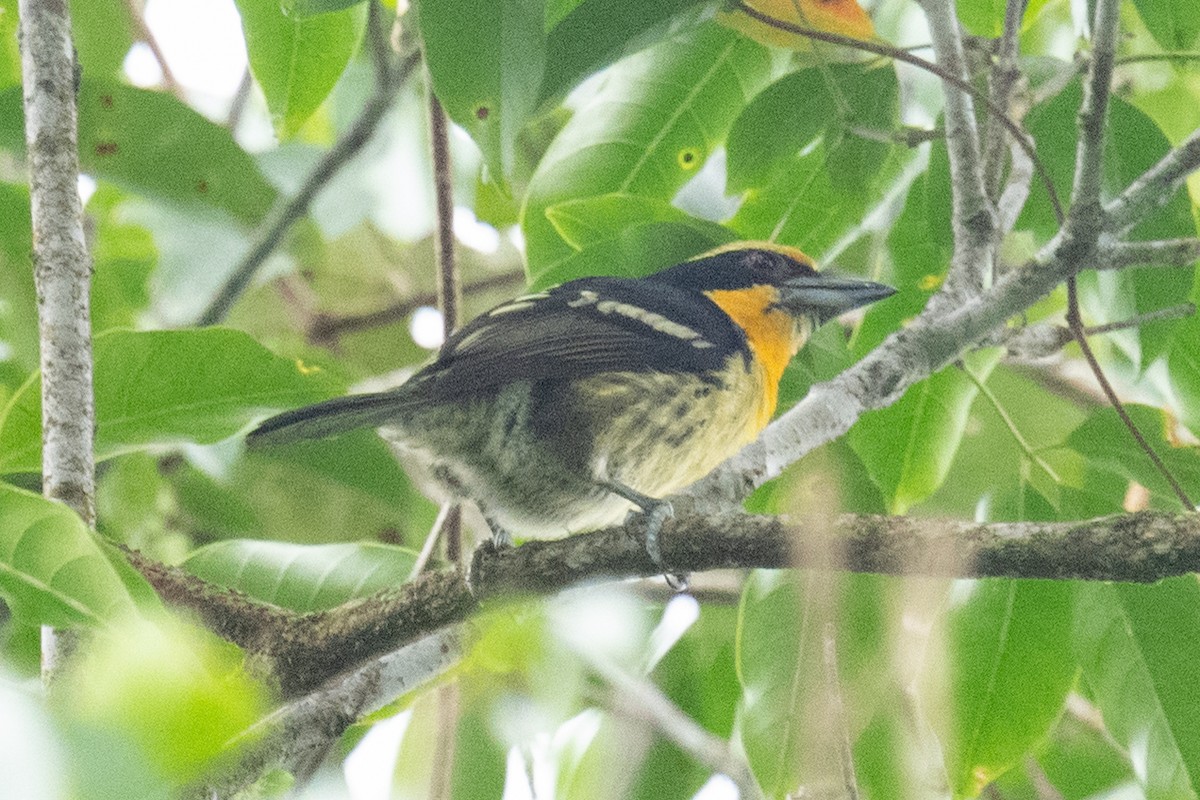 Gilded Barbet - ML618502236