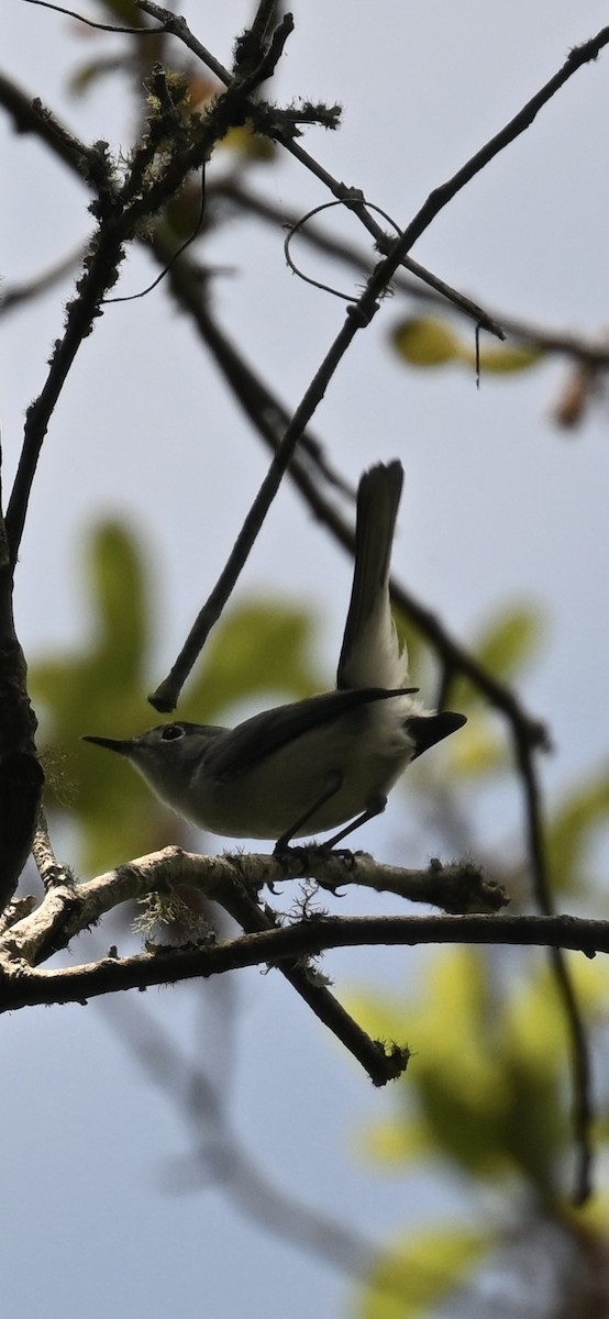 Blue-gray Gnatcatcher - ML618502237