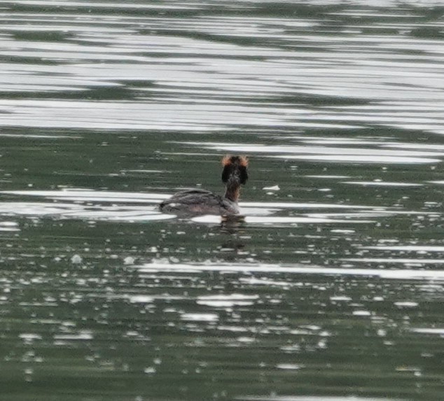 Horned Grebe - ML618502261