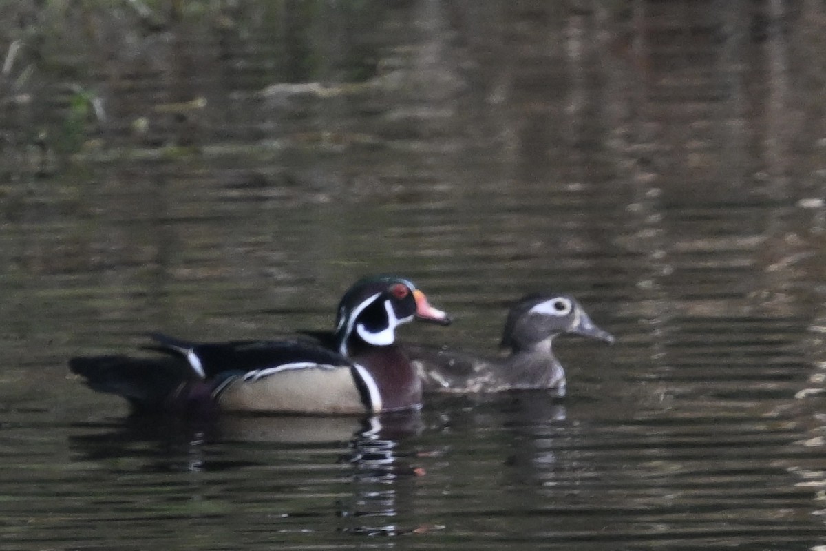 Wood Duck - ML618502276