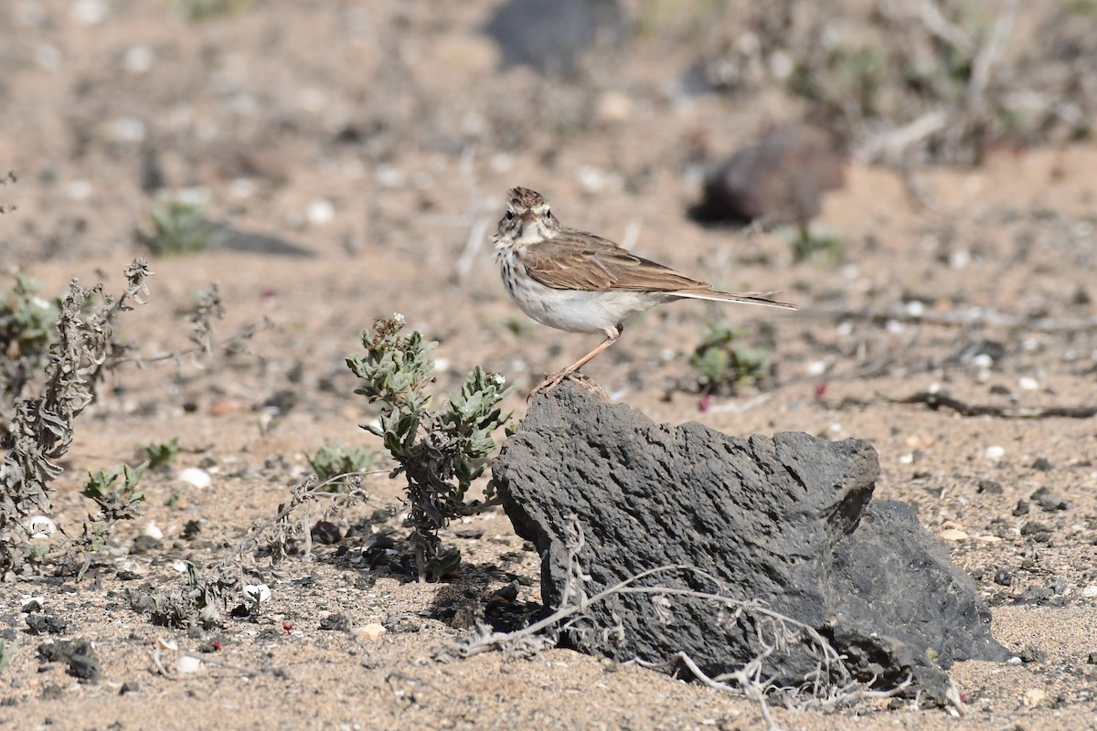 Berthelot's Pipit - Igor Długosz