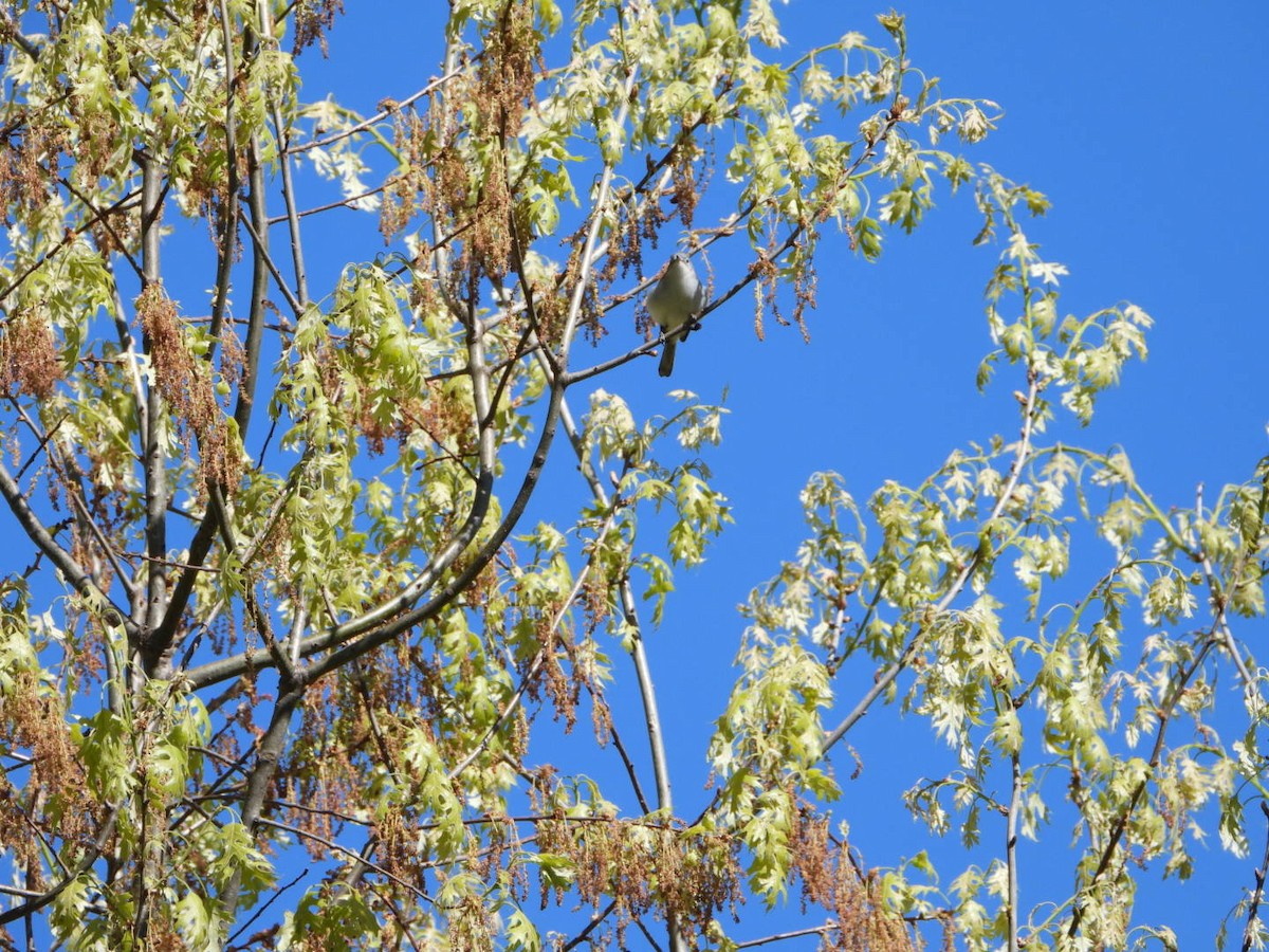 Blue-gray Gnatcatcher - Patrick Heeney