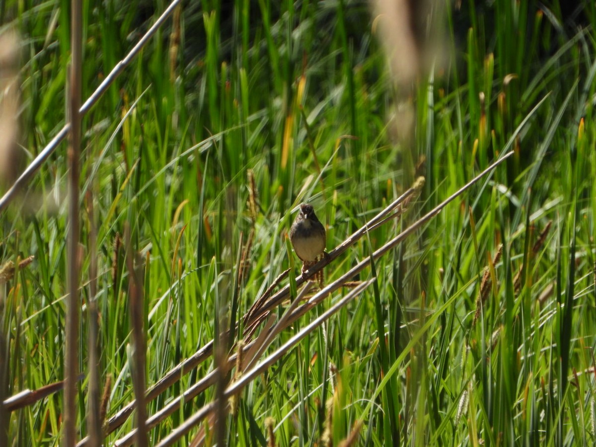 Swamp Sparrow - Patrick Heeney