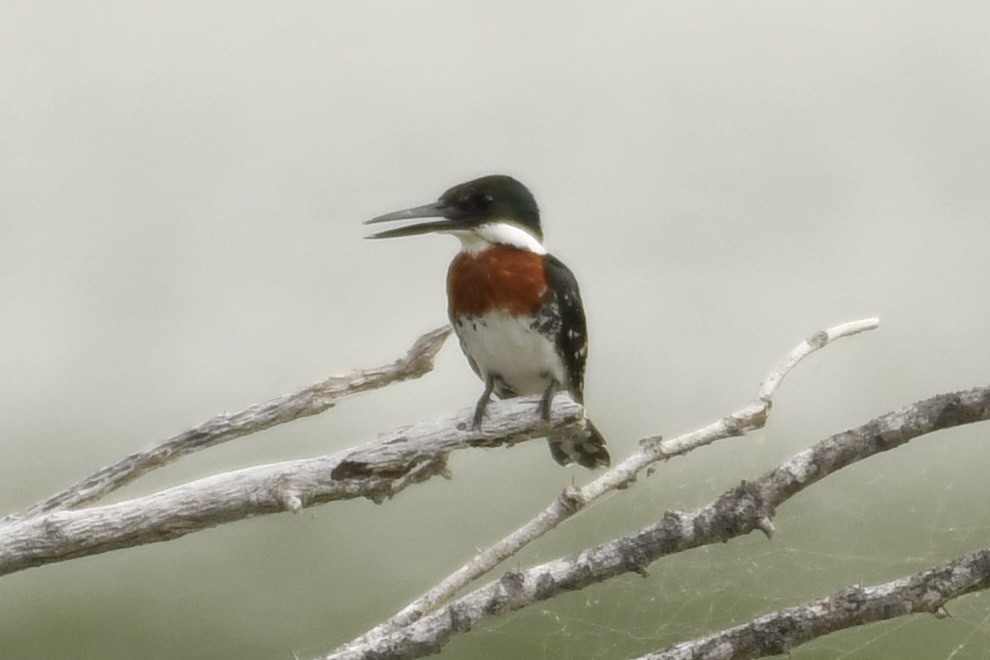 Green Kingfisher - ML618502376