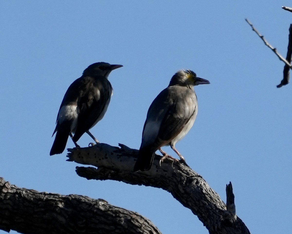 Wattled Starling - ML618502378