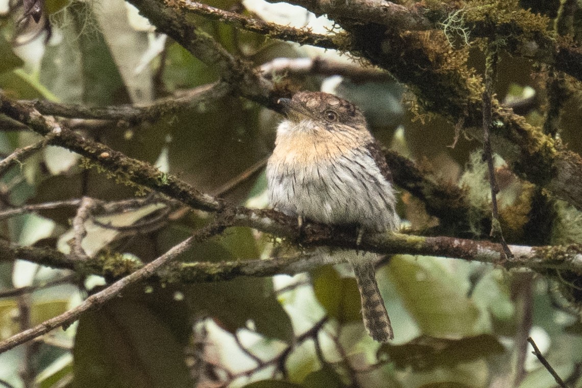 Western Striolated-Puffbird - ML618502381