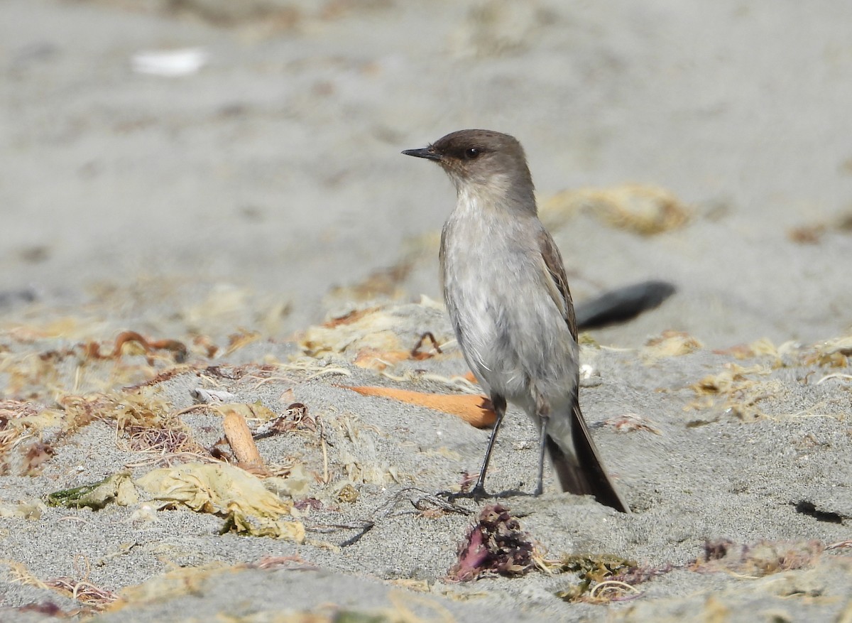 Dark-faced Ground-Tyrant - Charly Moreno Taucare