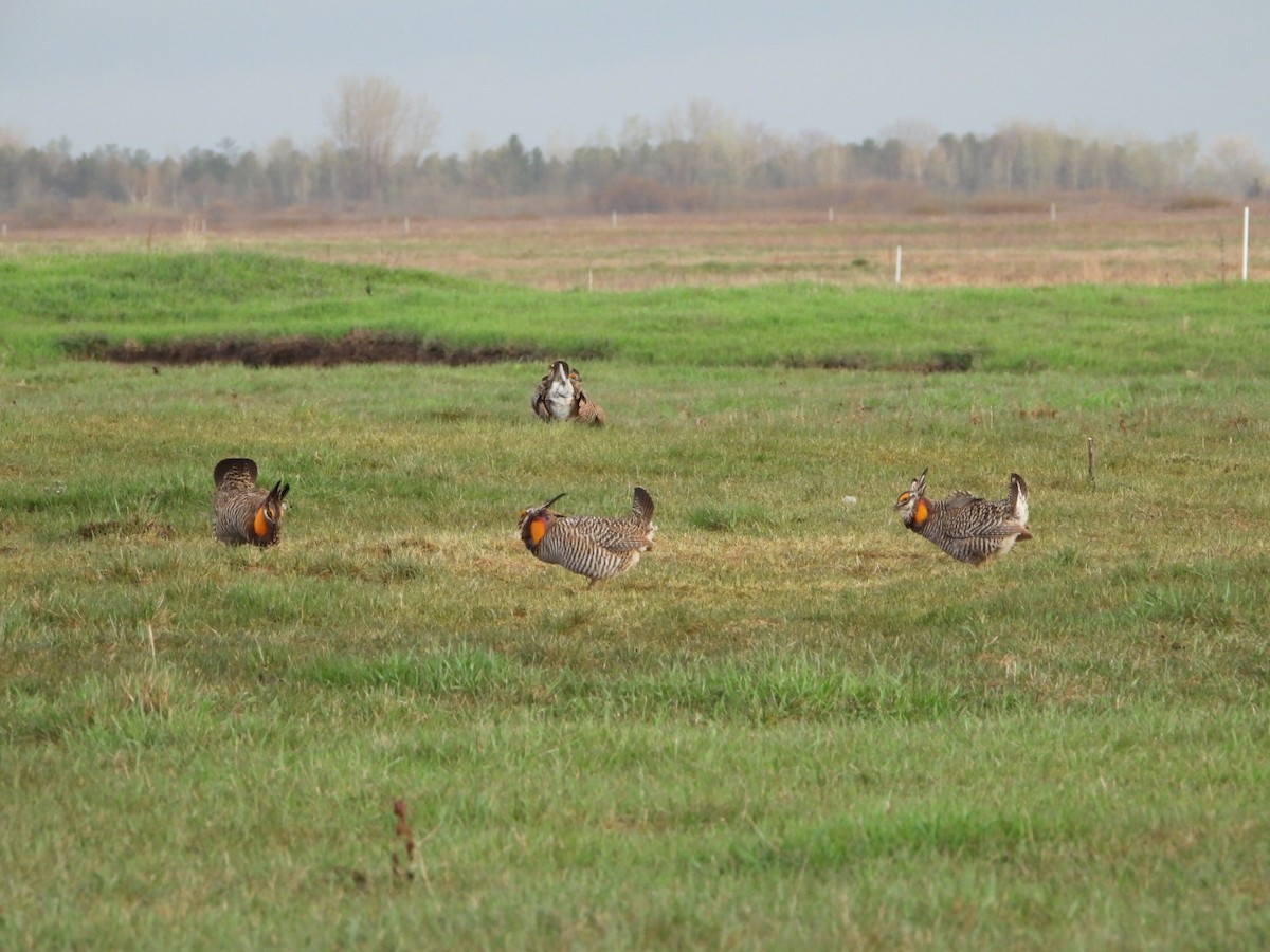 Greater Prairie-Chicken - ML618502394