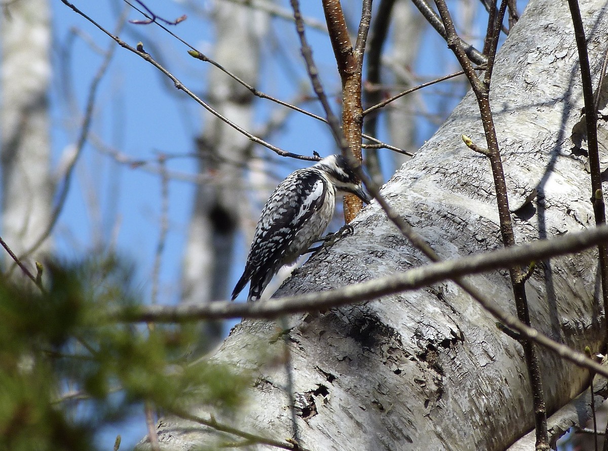 Yellow-bellied Sapsucker - Rick Whitman