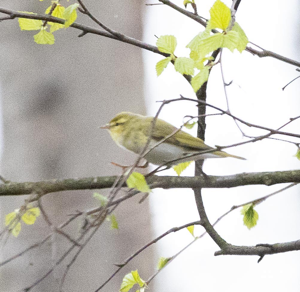 Wood Warbler - Sergey Krasnoperov