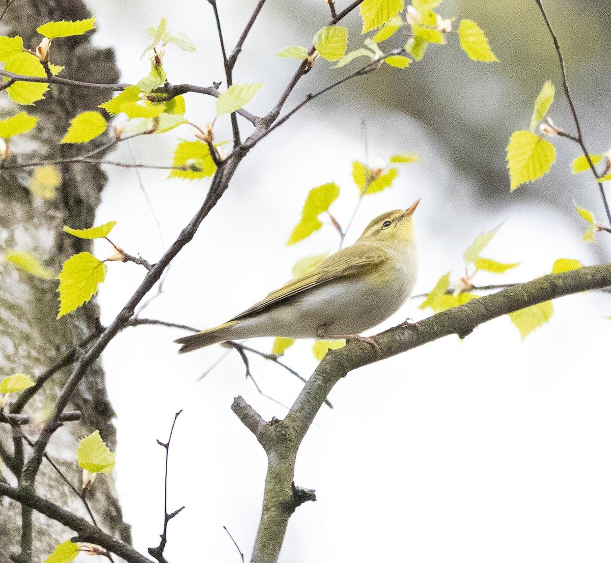 Wood Warbler - Sergey Krasnoperov