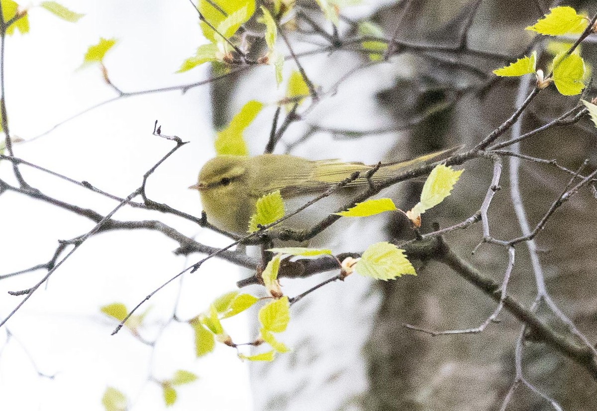 Wood Warbler - Sergey Krasnoperov