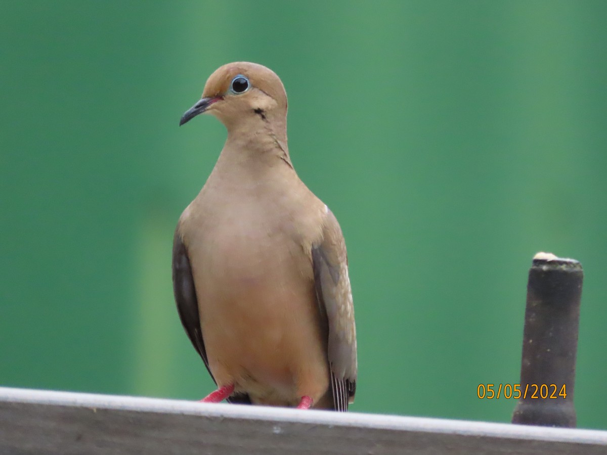 Mourning Dove - Susan Leake