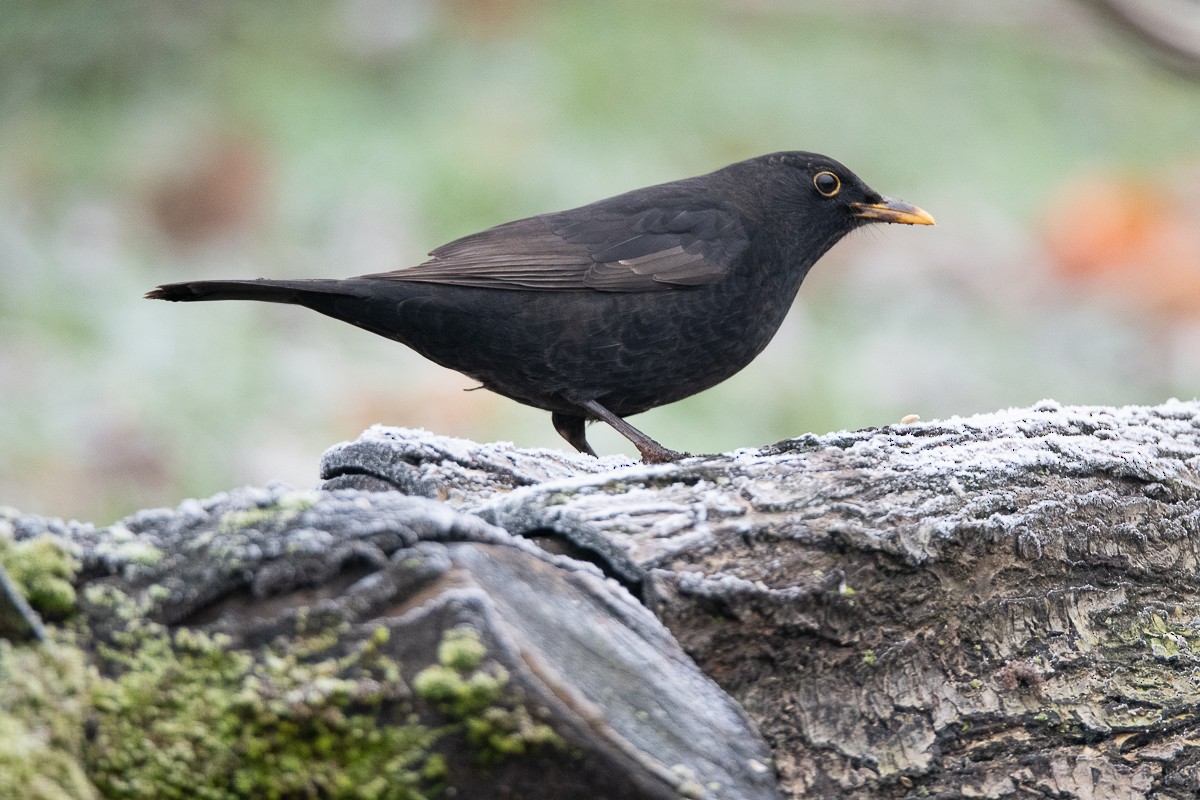 Eurasian Blackbird - Guido Van den Troost