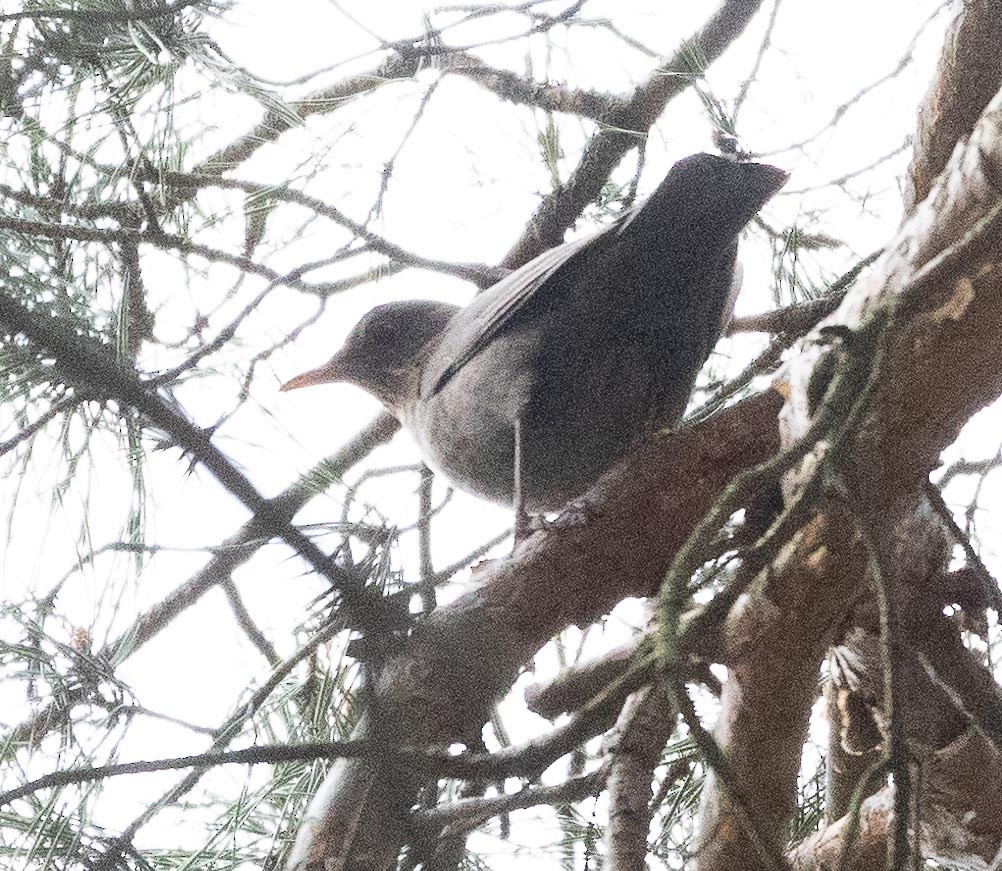 Eurasian Blackbird - Sergey Krasnoperov