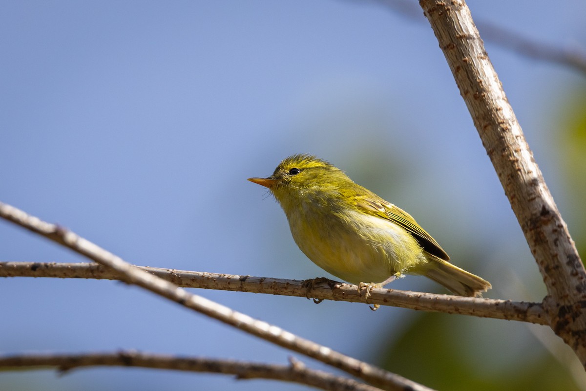 Kloss's Leaf Warbler - ML618502452