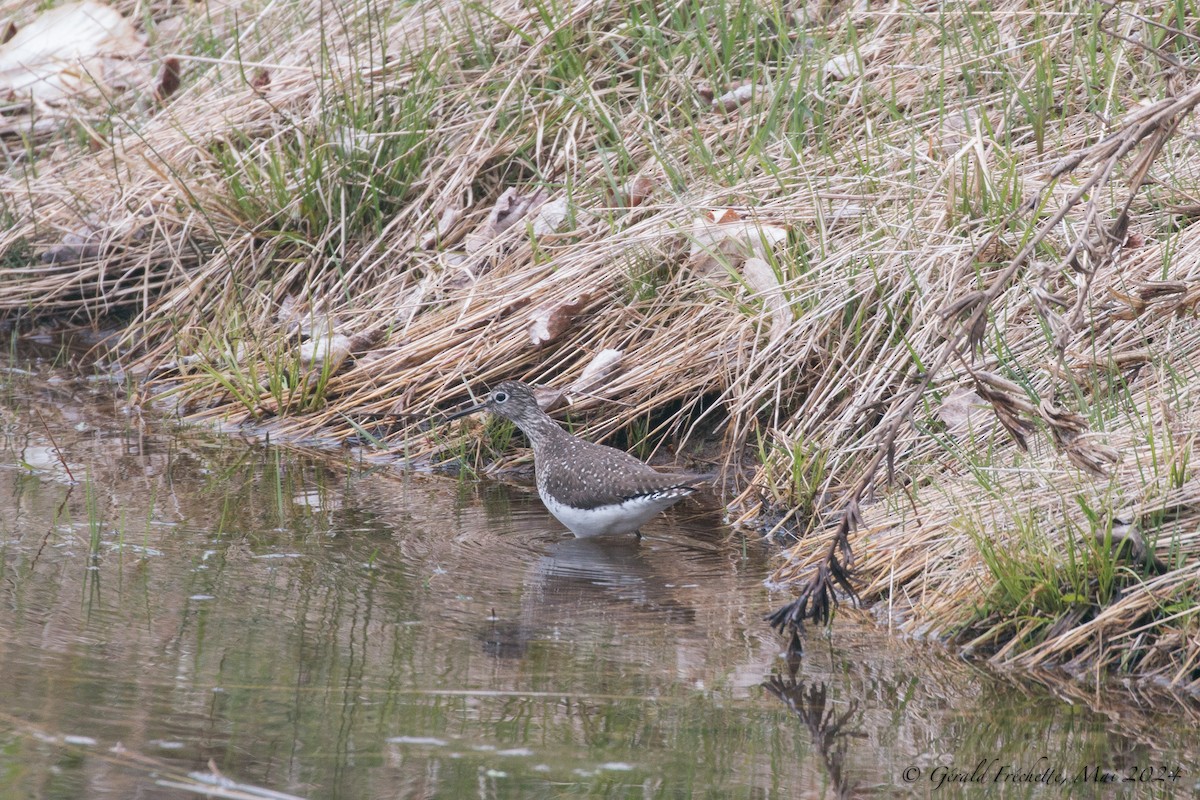 Solitary Sandpiper - ML618502486