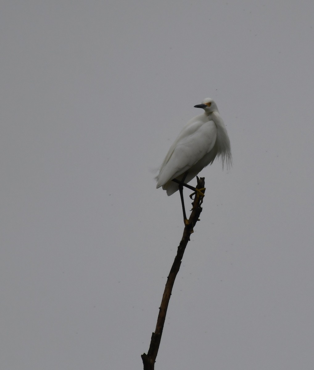 Snowy Egret - Nick Schaefer