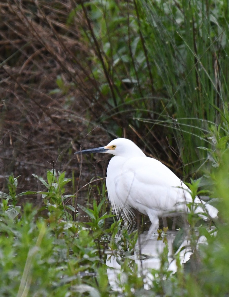 Snowy Egret - Nick Schaefer