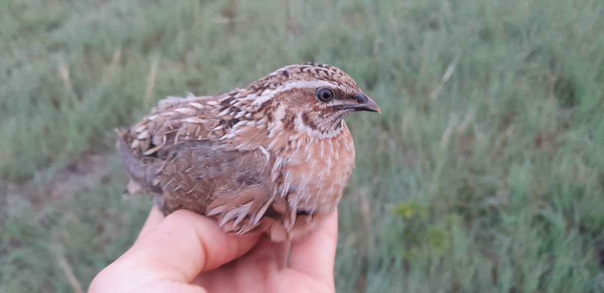 Common Quail - ML618502494