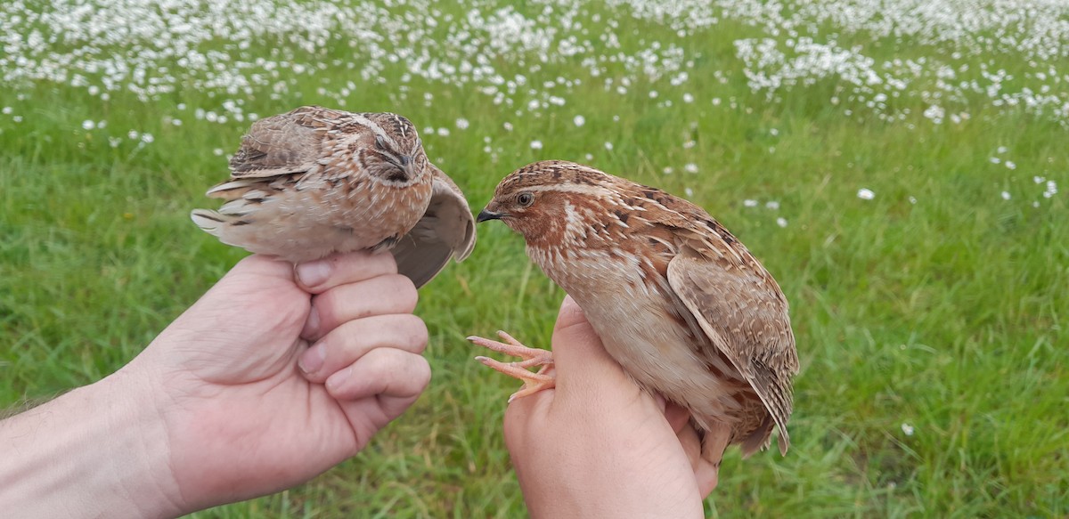 Common Quail - ML618502495